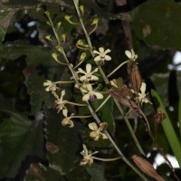 Vanda testacea (Lindl.) Rchb.f.